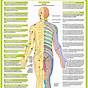 Spinal Nerve Chart Poster