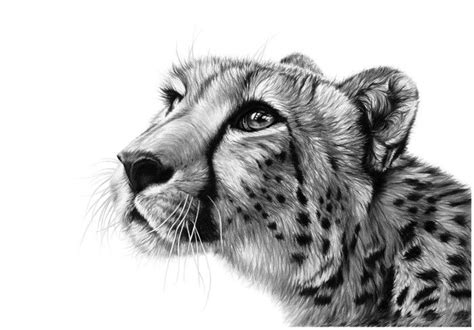 Cheetah Pencil Drawing Wildlife Fine Art Drawing By Richard Symonds