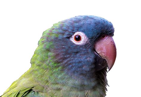 Blue Crowned Conure Babies For Sale The Animal Store