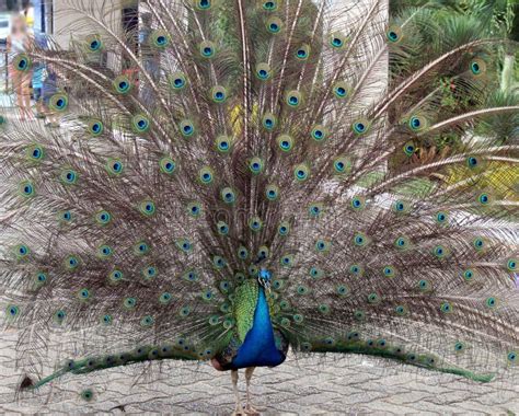 A Peacock With The Open Plume Stock Image Image Of Colors Frees