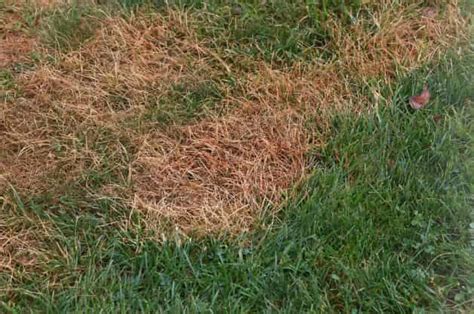 How To Get Rid Of Grubs In Lawn 7 Natural Ways 2023 Crabgrasslawn