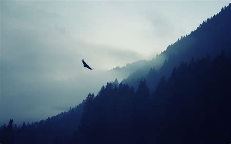 Wallpaper Landscape Nature Sky Morning Mist Bird Of Prey Eagle