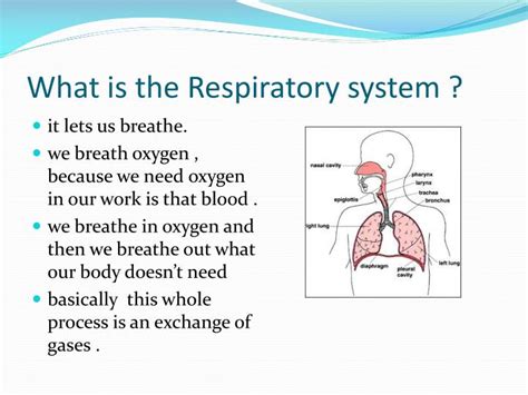 Ppt The Respiratory System Powerpoint Presentation Id2439774