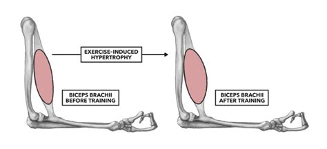 Crossfit Muscle Basics Part 3 Hypertrophy