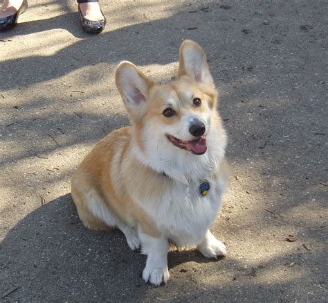 Dog Of The Day Waffles The Pembroke Welsh Corgi The Dogs Of San