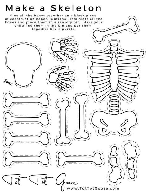 Skeleton Bones Worksheet