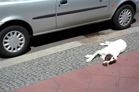 Hund Verletztes Tier Wird Geröntgt Schreckliche Bilder Derwestende