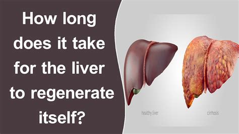 How Long Does It Take For The Liver To Regenerate Itself Youtube