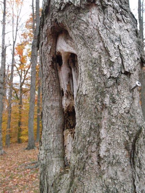 Spooky Trees Weird Trees Tree Faces Nature Tree