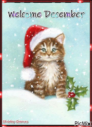 Welcome December Kitty  Pictures Photos And Images For Facebook