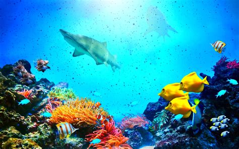Fish Fishes Underwater Ocean Sea Sealife Nature