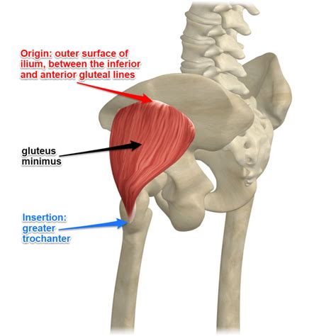 Glutes Muscle Diagram The Anatomy Of The Glutes And Their Role In