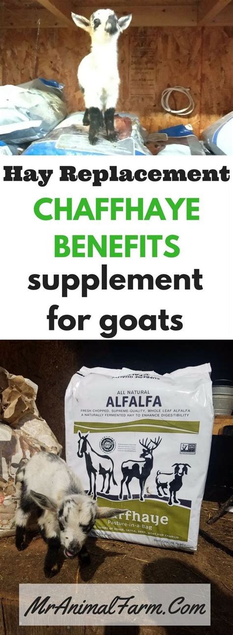 Chaffhaye Benefits Hay Replacement Or Supplement For Goats Mranimal
