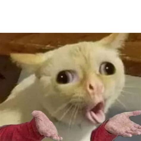 Coughing Cat Blank Template Imgflip
