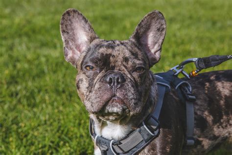 If you need french bulldog stud service take a look here. RUFFined Spotlight: Mateo the French Bulldog | Seattle Refined