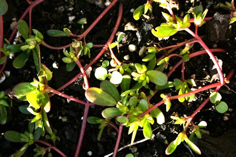 A new smartphone app offers growers a range of new tools including weed and disease identification. Purslane - hugely nutritious