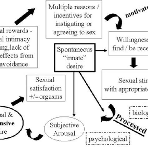 A Model Of Womens Sexual Arousal Adapted From A Model Of Womens Download Scientific Diagram