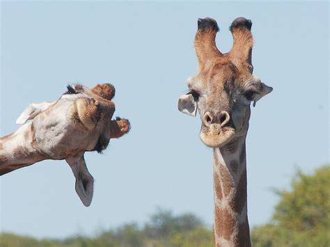 44 Hilarious Finalists In This Years Comedy Wildlife Photography Awards