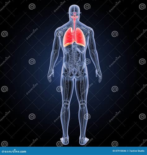 Apparato Respiratorio E Cuore Con La Vista Del Posteriore Di Anatomia Illustrazione Di Stock