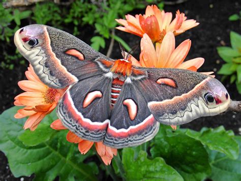 12 Pictures That Will Change The Way You Look At Moths
