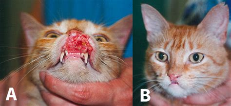 Feline eosinophilic granuloma complex is synonymous with feline eosinophilic skin diseases. Image Gallery: Eosinophilic Granuloma Complex Lesions in ...