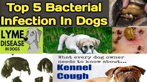 Bacterial Infections In Dogs Bacterial Diseases In Dogs