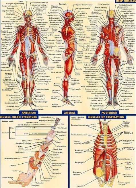 Human Anatomy All System Body Map Poster X Decor Human Anatomy Systems Human