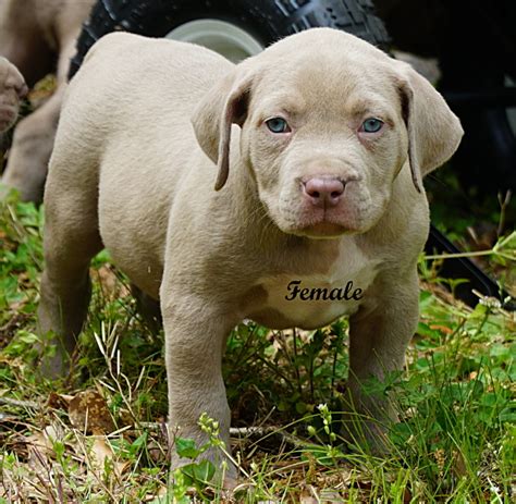 £5,000 blue fawn american bully for sale, 11 weeks old from ch lines. pitbull puppies for sale | blue fawn pitbull puppies for ...