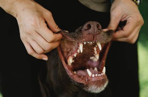 How Many Teeth Do Dogs Have Giggle Pets