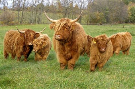 Highland Cattle Info Size Lifespan Uses And Pictures