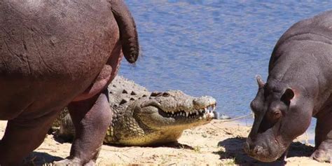 Hippo Vs Crocodile Who Would Win In A Fight