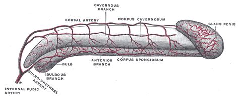 The appendix (or vermiform appendix; Corpus cavernosum penis - wikidoc