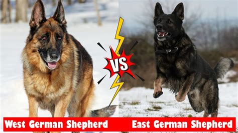 Difference Between West German Shepherd And East German Shepherd Dogs