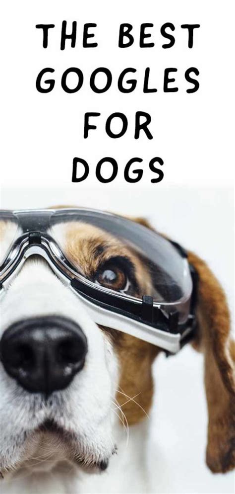 Best Dog Goggles Eye Protection Or Vision Enhancement