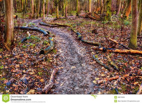 Footpath In The Forest Stock Image Image Of Trees Branches 48676965