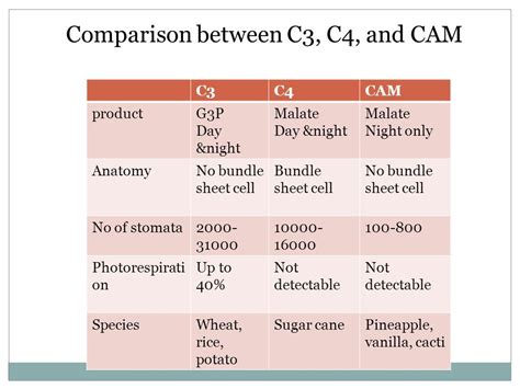 C3 Vs C4 Plants Plants Bc