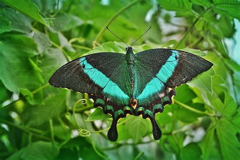 Emerald Butterfly By Alexandra Lavizzari Redbubble