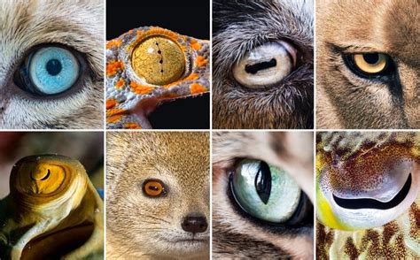 Science Explains Why Animal Pupils Have Different Shapes
