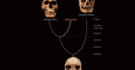 It was found in a cave in siberia three years ago and represents the fifth denisovan individual ever found. Mysterious Ancient Human - Denisova Hominins Travelled ...