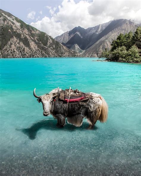 Nepal Is The Country Where Yaks Get To Taste Water In Crystal Blue Lake