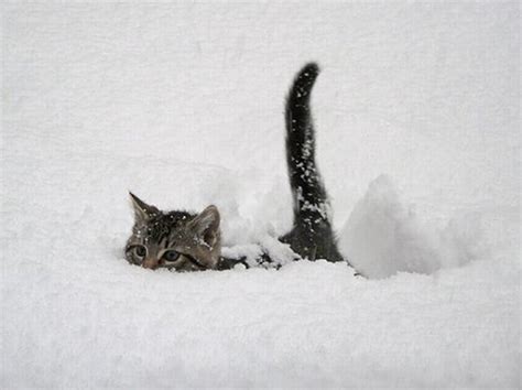 Cat In Snow Daily Picks And Flicks