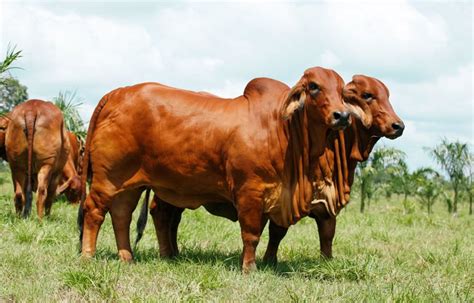 Brahman La Raza De Ganado Más Apetecida En El País Por Su Excelente