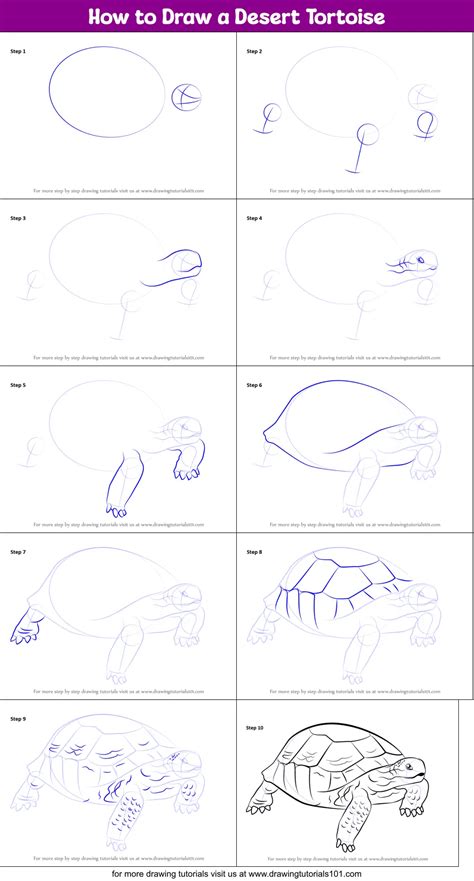 How To Draw A Desert Tortoise Printable Step By Step Drawing Sheet