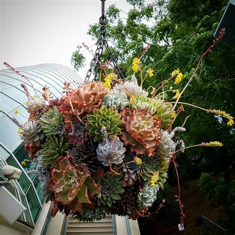 Succulent Sphere Universal Studios Holiday Decor Floral Wreath