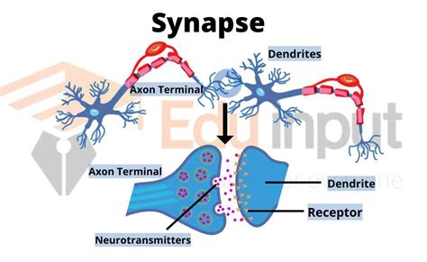 What Is Synapse Parts Types And Mechanism