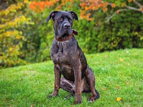 Cane Corso Mixes 21 Unusual Crossbreeds With Pictures