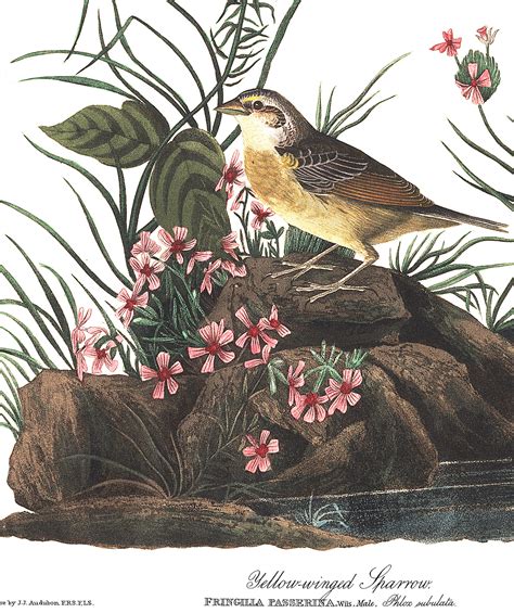 Yellow-winged Sparrow | John James Audubon's Birds of America