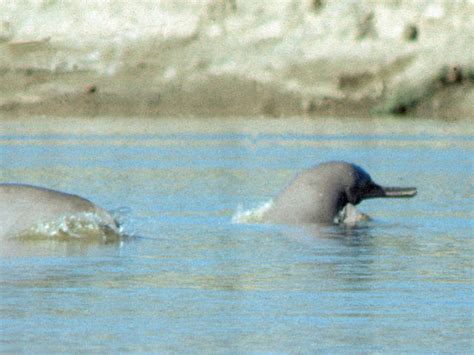 Indus River Dolphin Species Wwf