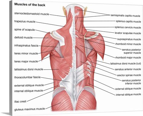 The principle organs in the chest are the lungs, the heart and the gullet (esophagus). Muscles of the back - posterior view Wall Art, Canvas ...