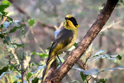 Genetic Rescue Could Be Key To Saving The Helmeted Honeyeater